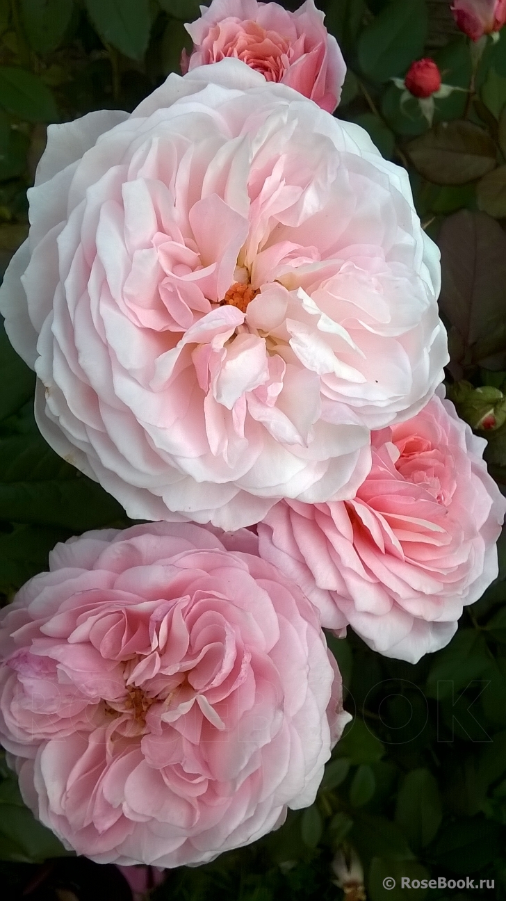 A Shropshire Lad