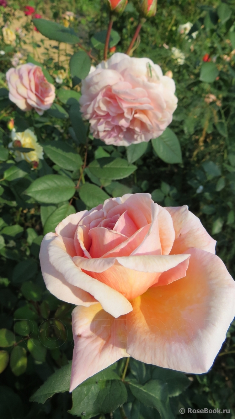 A Shropshire Lad