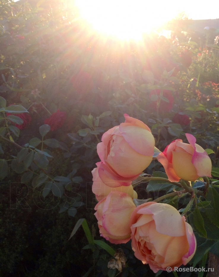 Lady of Shalott 