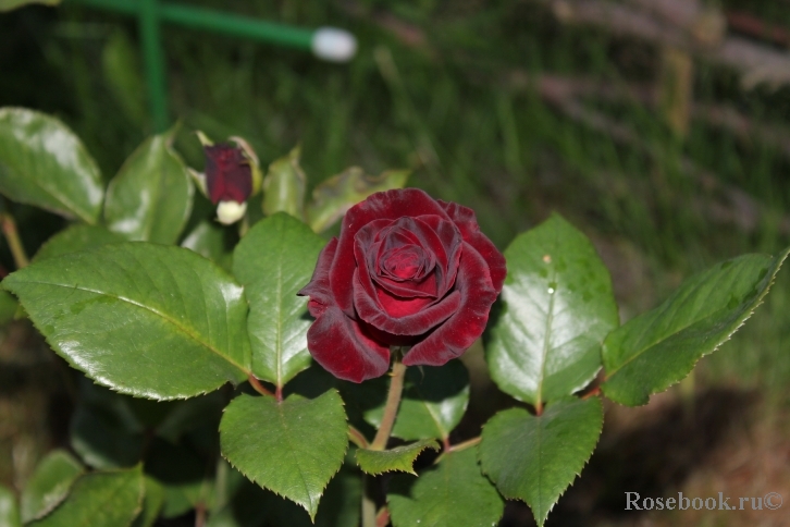 Black Baccara