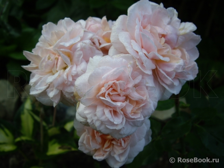 The Lady Gardener