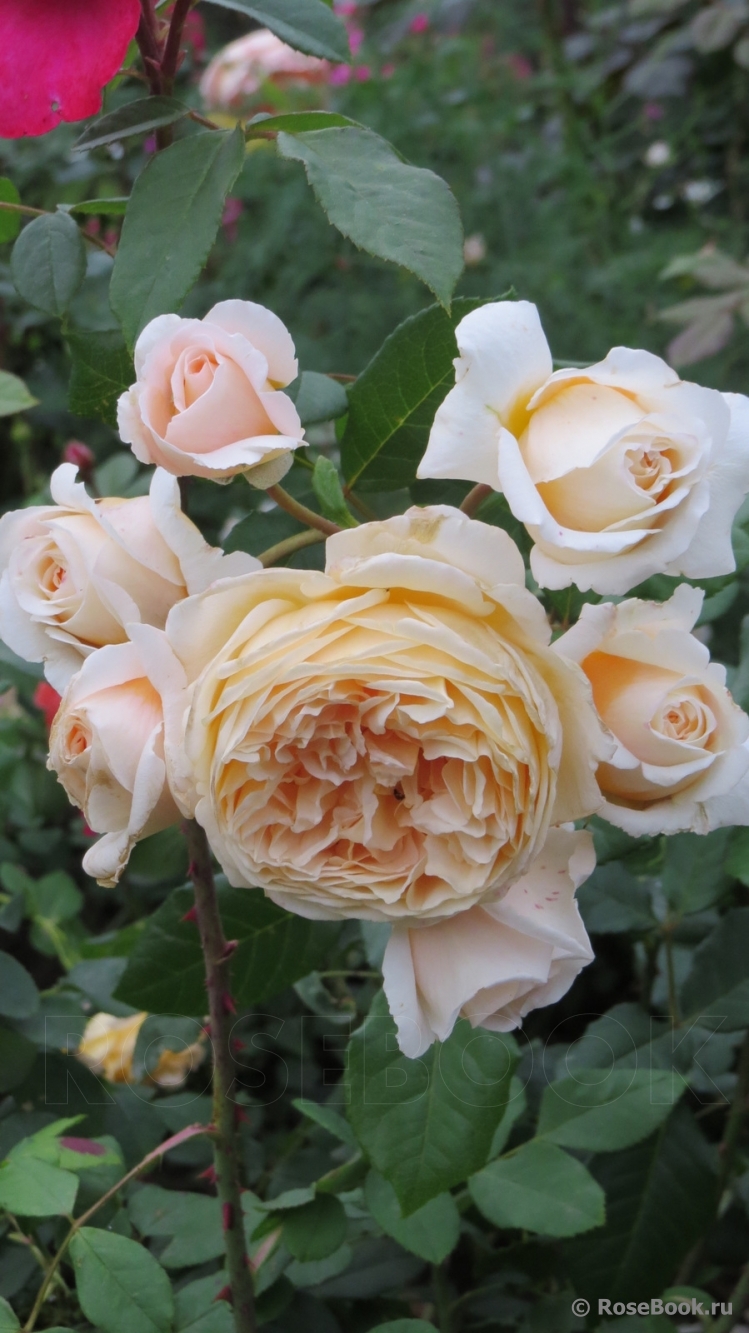 Crown Princess Margareta®