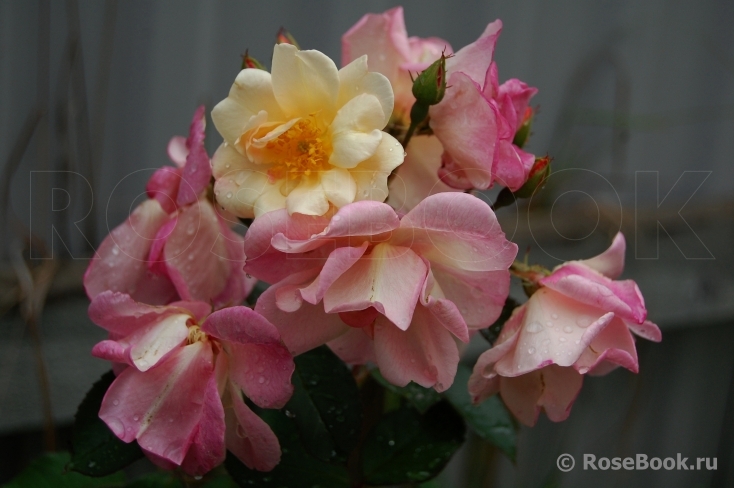 Apricot Bells