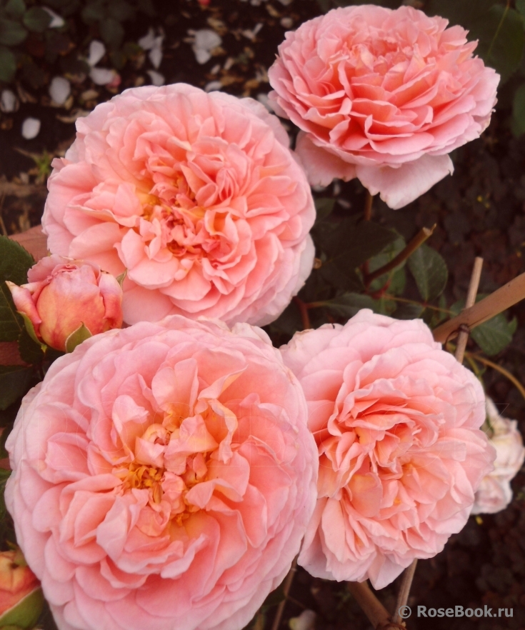 Abraham Darby