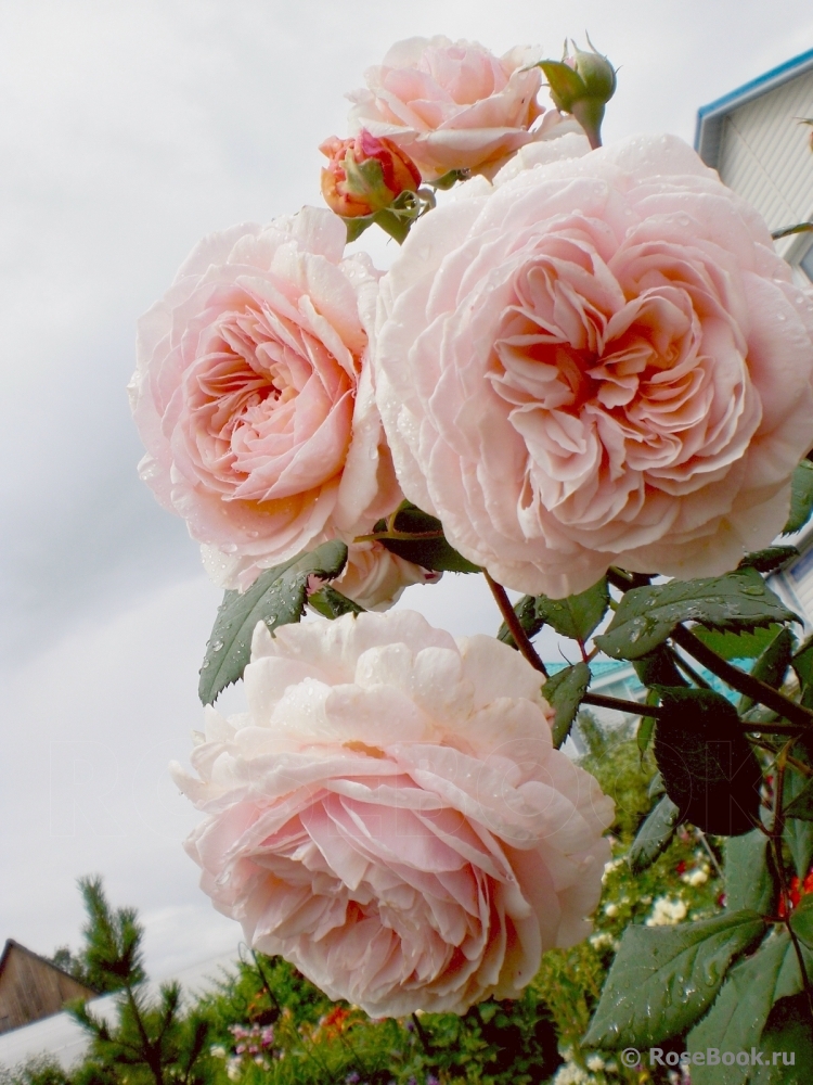 A Shropshire Lad