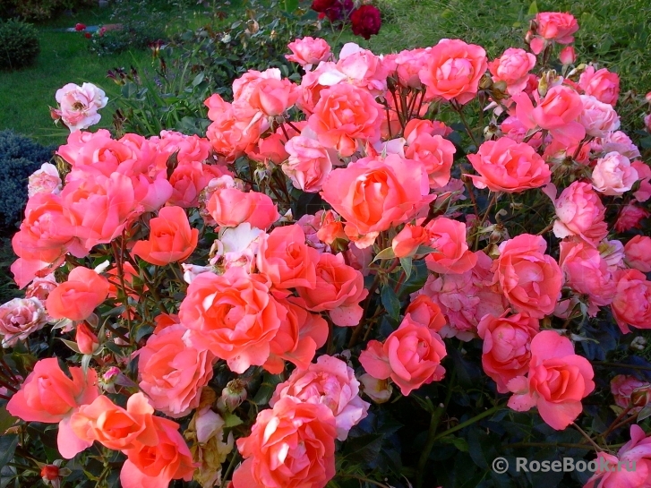 Jardins de France 