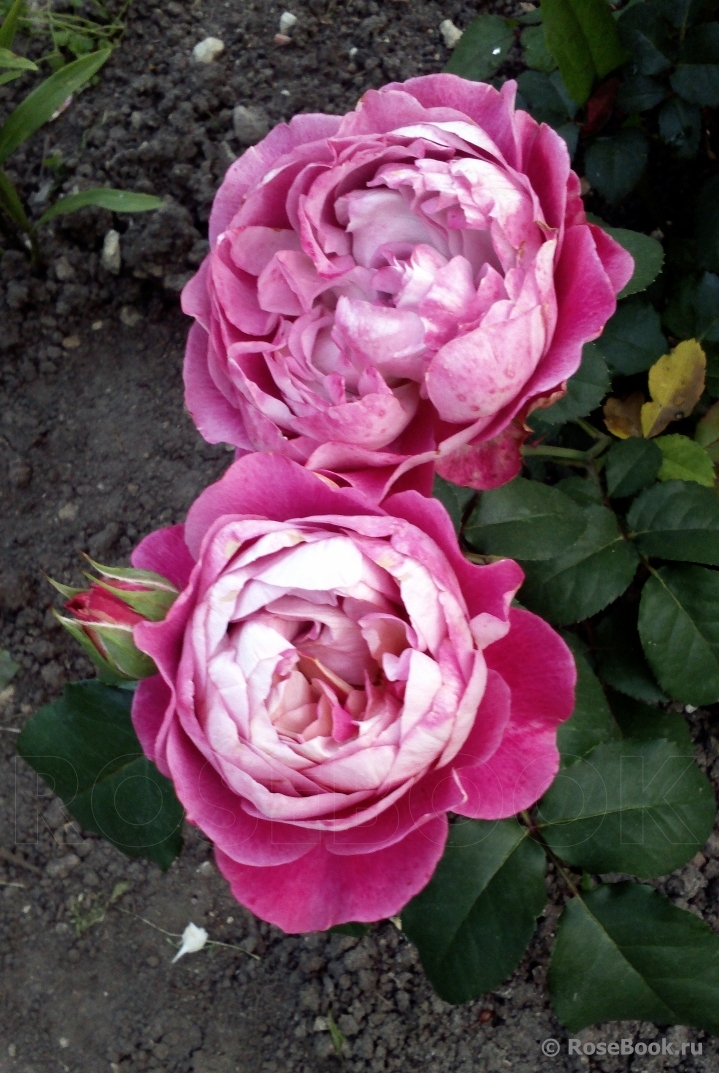 Centenaire de l'Haÿ-les-roses ®