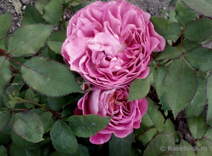 Centenaire de l'Haÿ-les-roses ®