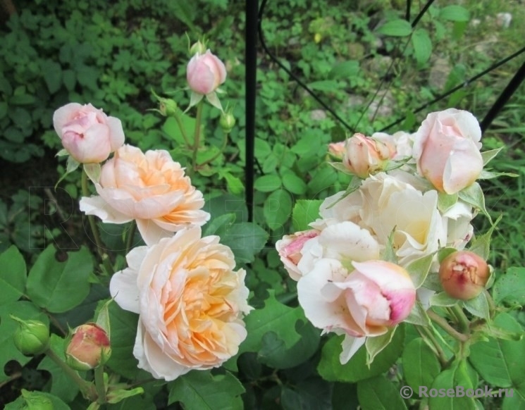 The Lady Gardener