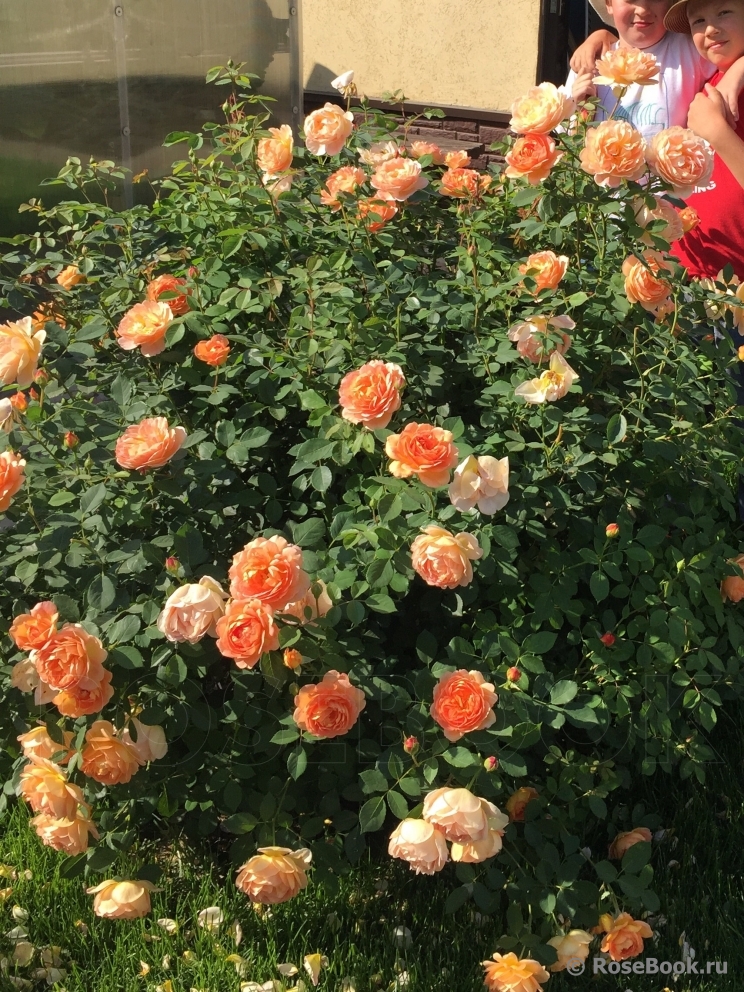 Lady of Shalott 