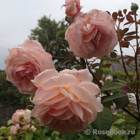 A Shropshire Lad