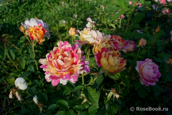 Rose des Cisterciens 