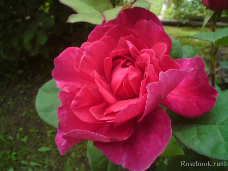 Sophy’s Rose 