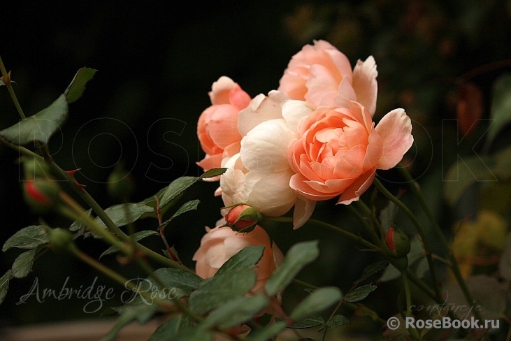 Ambridge Rose 