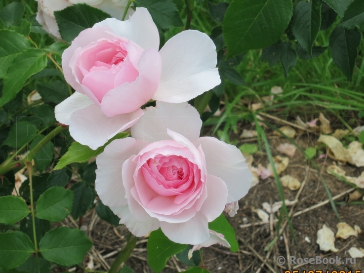 The Wedgwood Rose