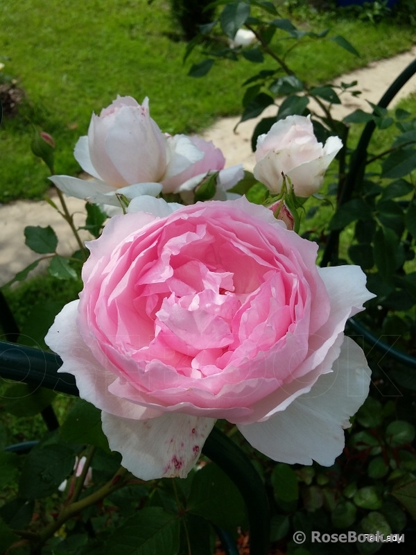 The Wedgwood Rose