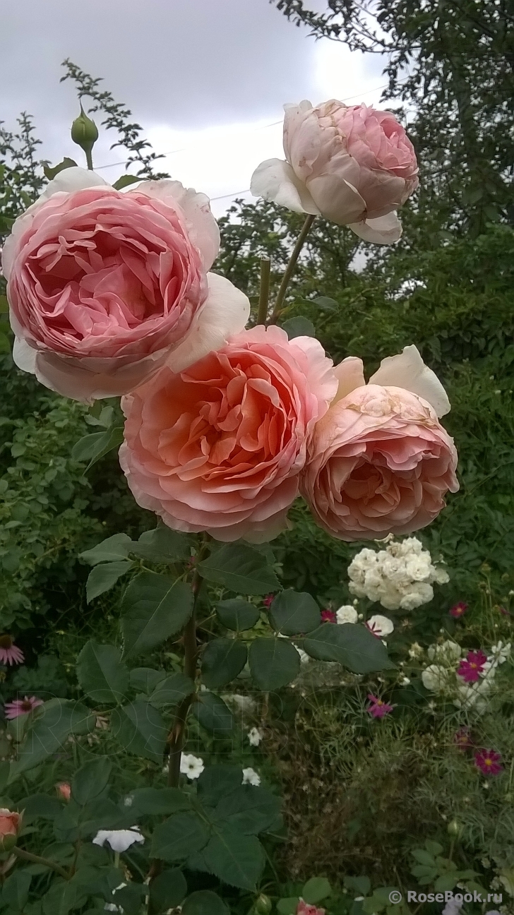 Abraham Darby