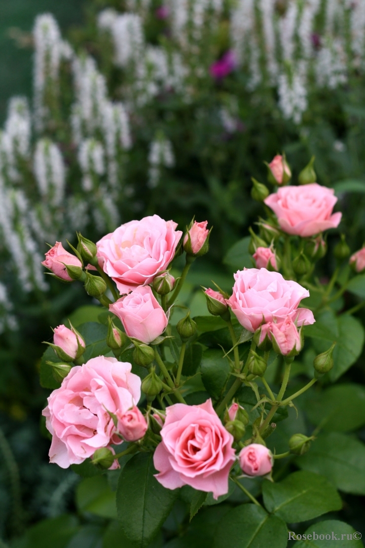 Bouquet de Mariee