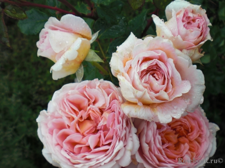 Abraham Darby