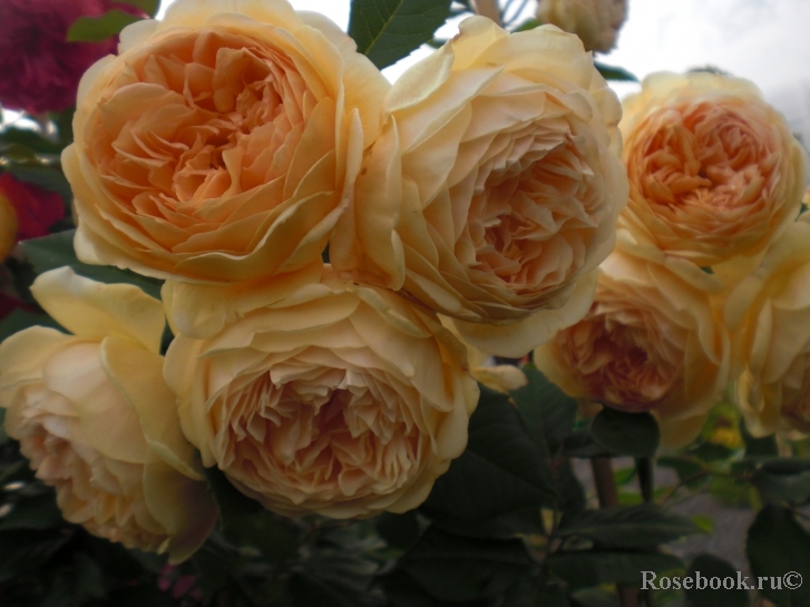 Crown Princess Margareta®