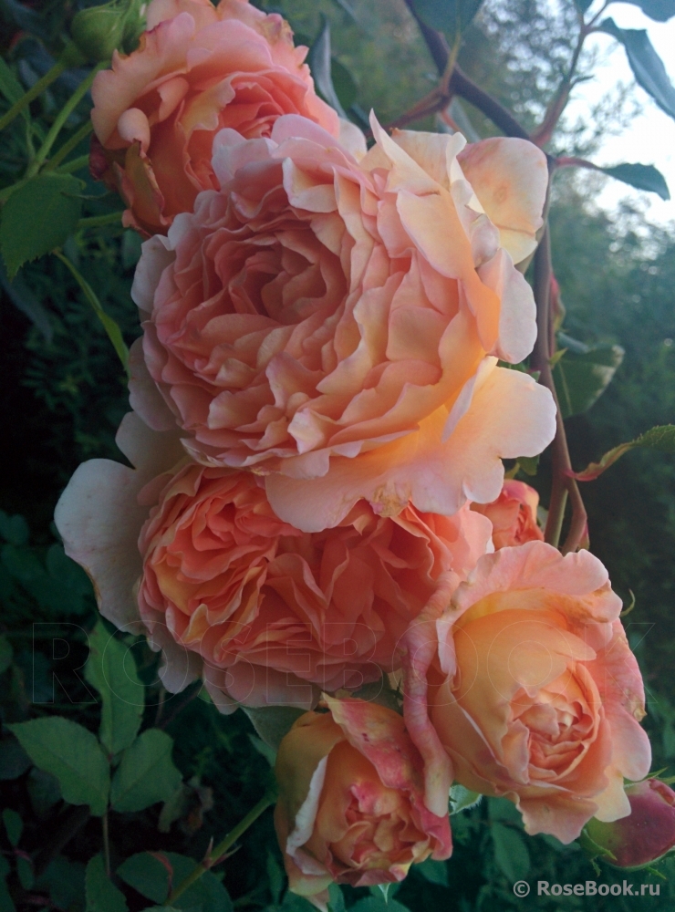 Abraham Darby