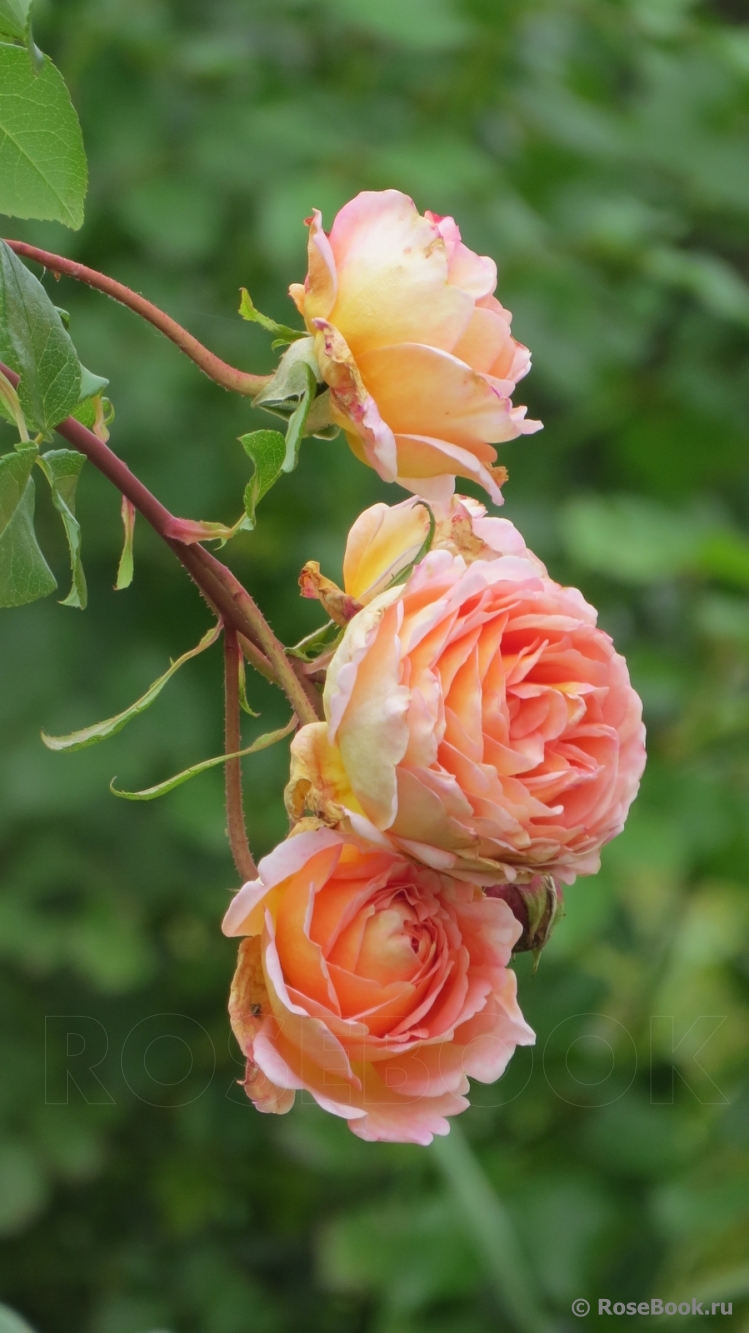 Abraham Darby