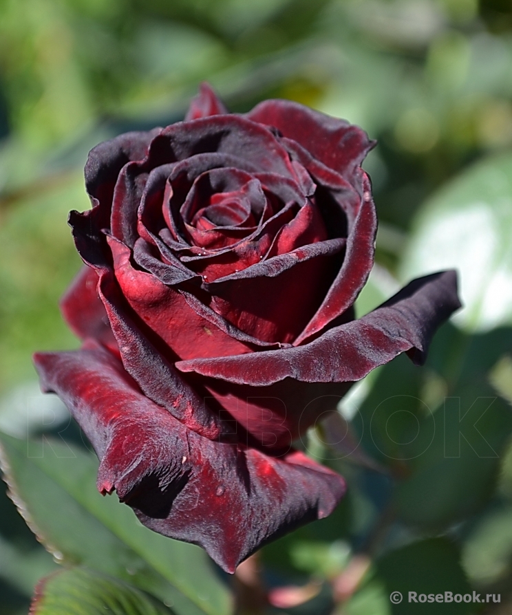 Black Baccara