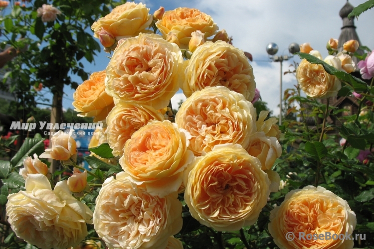 Crown Princess Margareta®