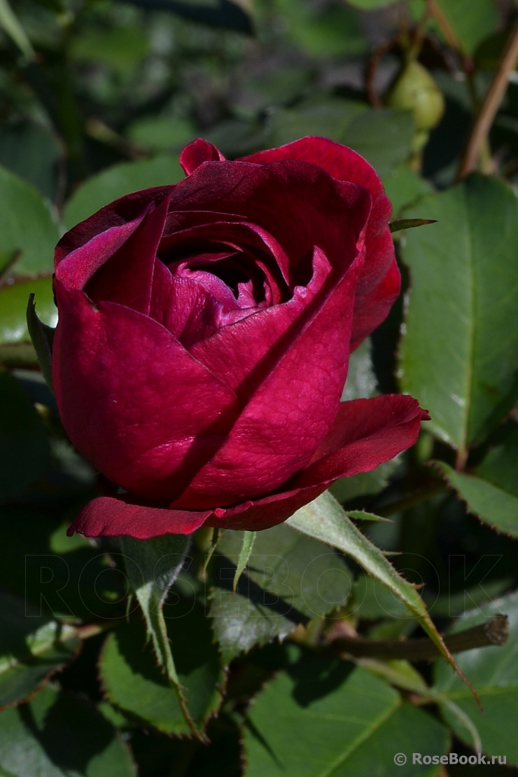 Darcey Bussell 