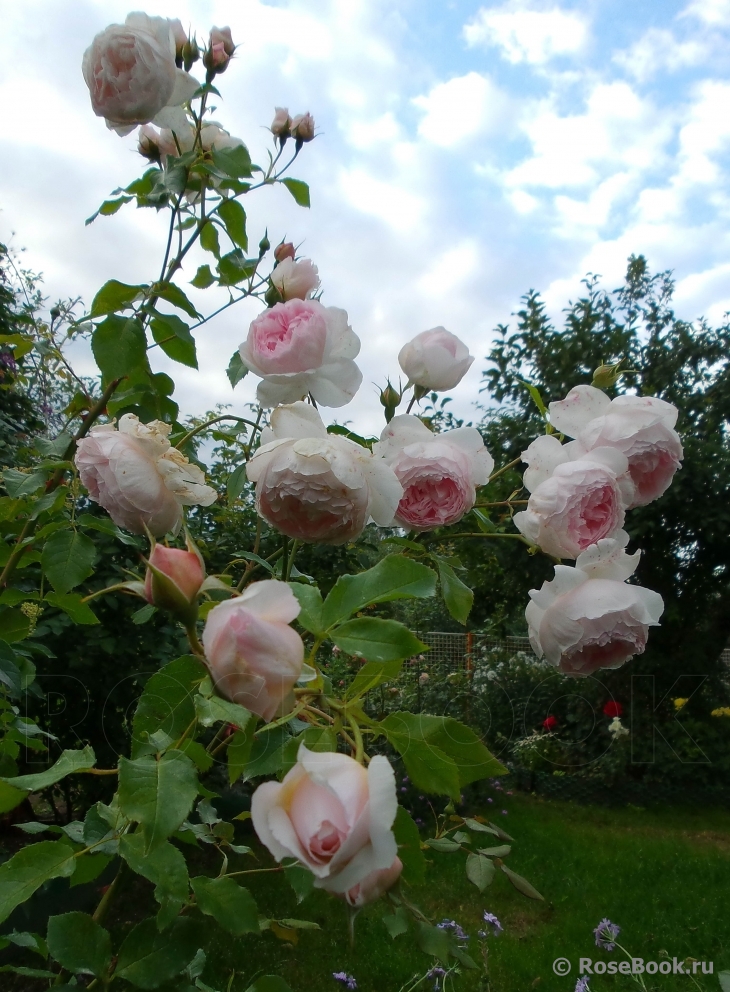 The Wedgwood Rose