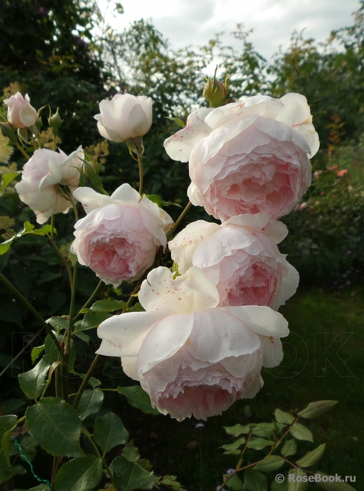 The Wedgwood Rose