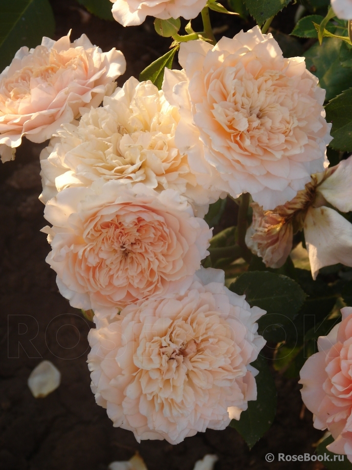 Festival des Jardins de Chaumont