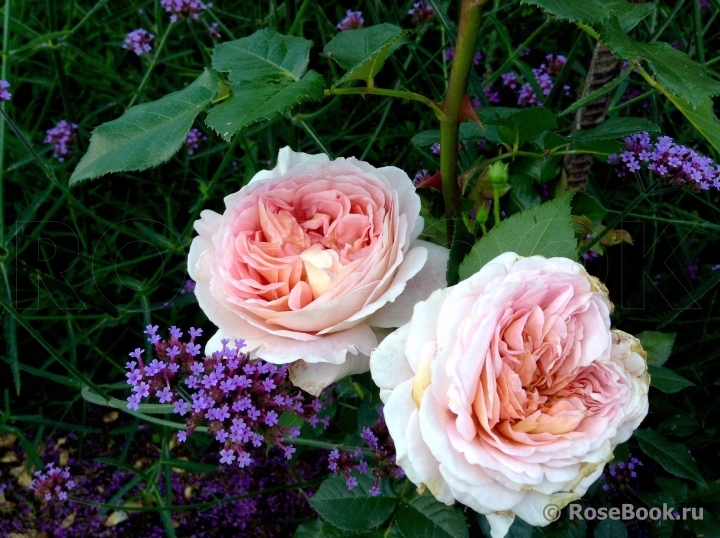 Abraham Darby