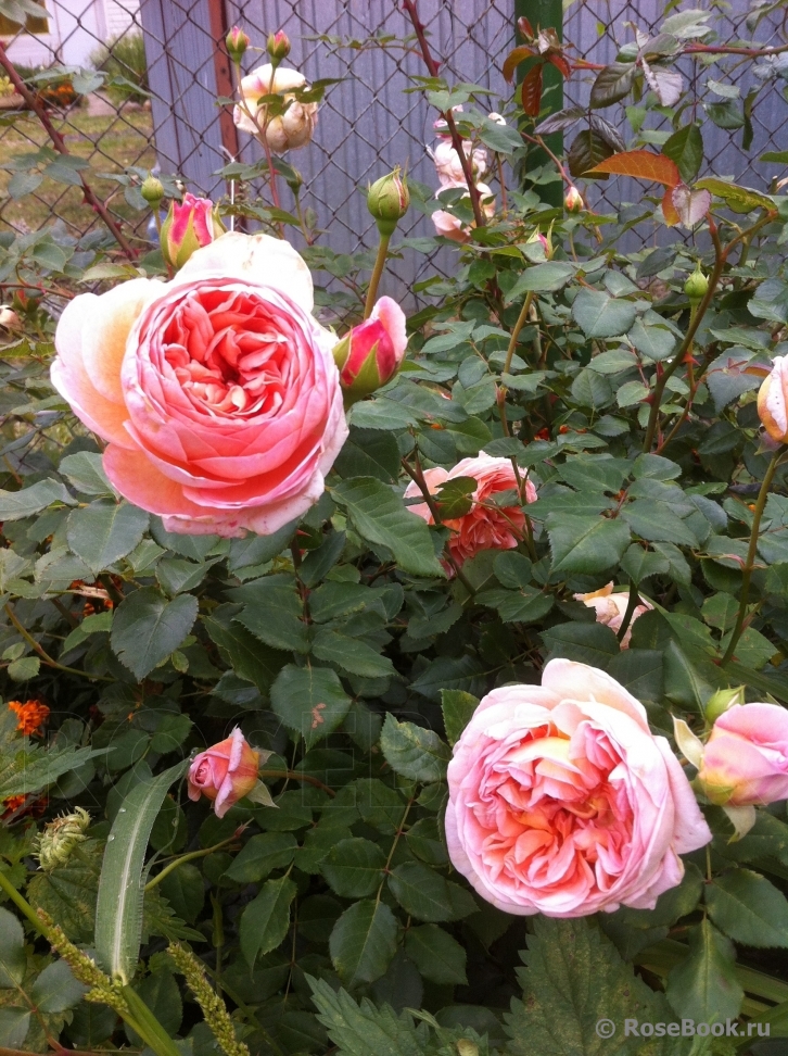 Abraham Darby