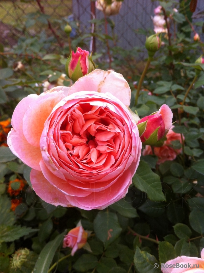 Abraham Darby