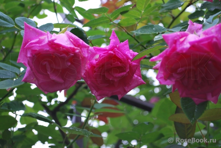 Zephirine Drouhin