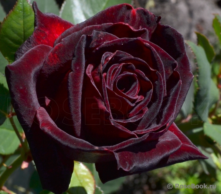 Black Baccara