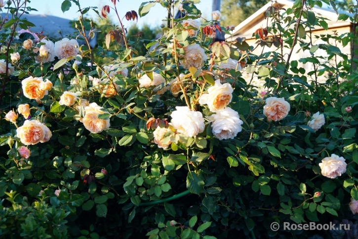 Crown Princess Margareta®