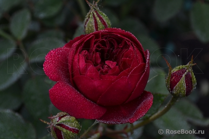 Darcey Bussell 