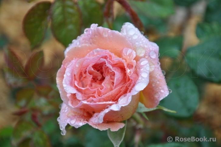 Abraham Darby