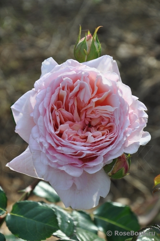 Abraham Darby