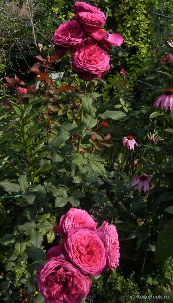 Johann Wolfgang von Goethe Rose®