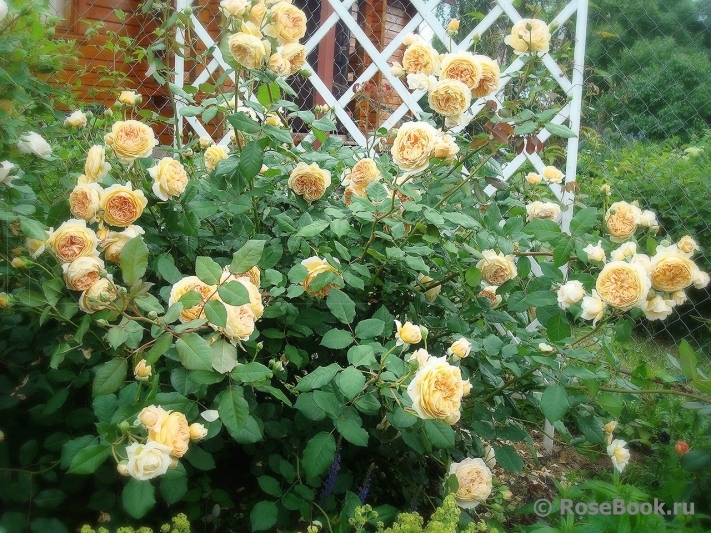 Crown Princess Margareta®