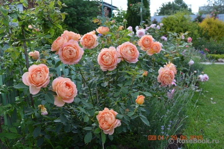 Lady of Shalott 