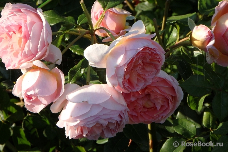 Abraham Darby