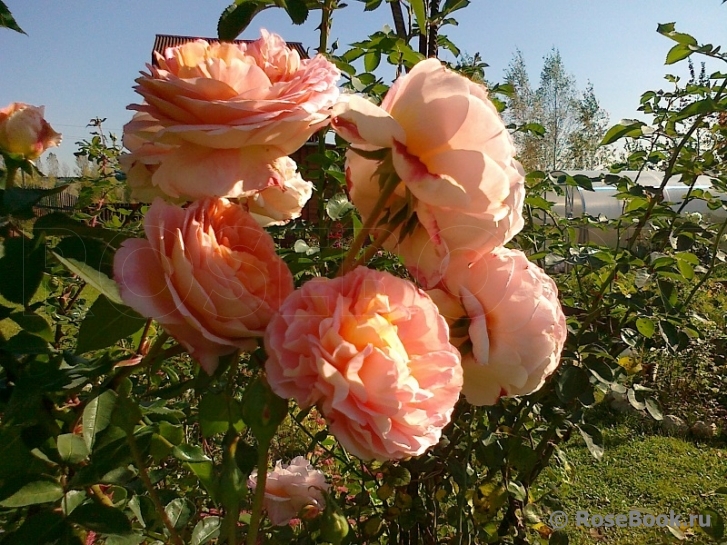 Abraham Darby