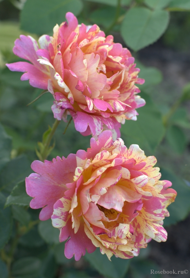 Rose des Cisterciens 