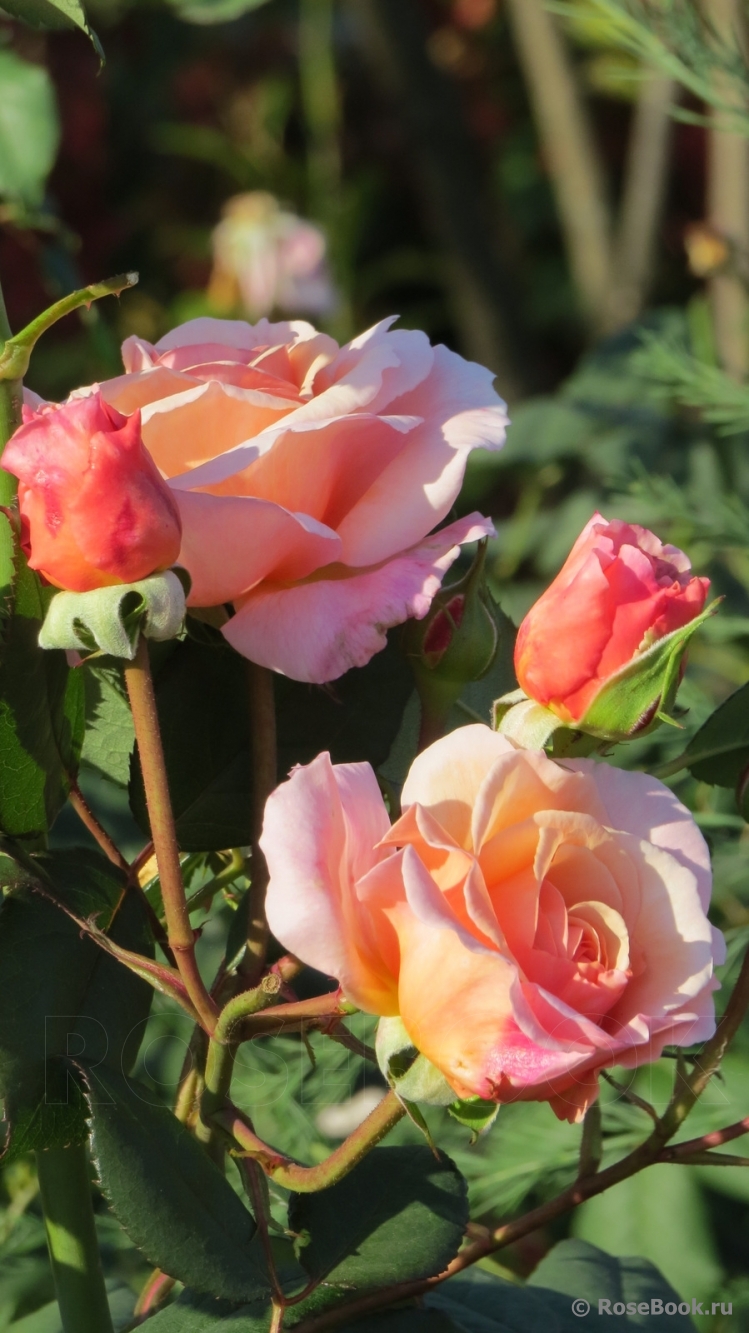 A Shropshire Lad