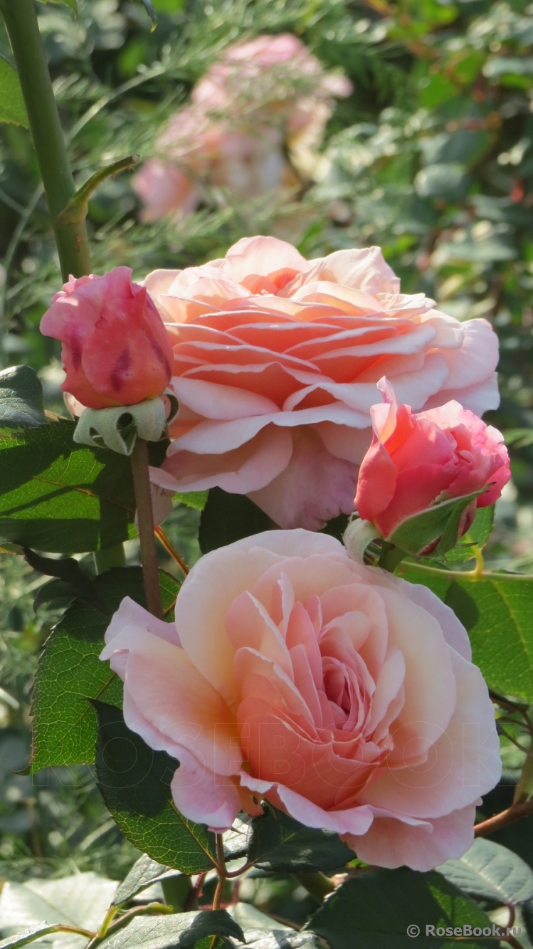 A Shropshire Lad