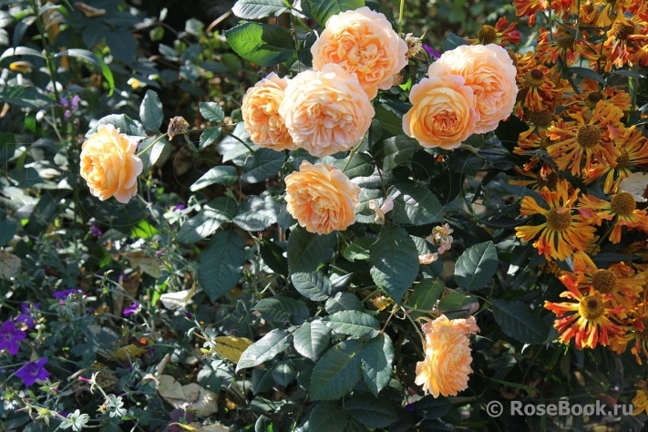 Crown Princess Margareta®